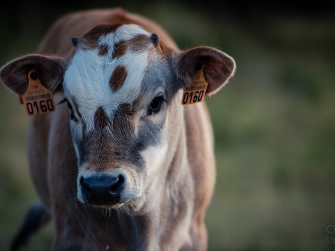 A close-up of a young calf with brown and white markings and ear tags at a farm in Brittany, France.