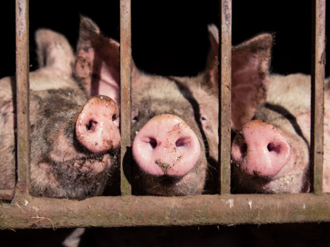 Pig snouts behind metal bars at Feather Down La Ferme de Penquelen Huella holiday park in Brittany, France.