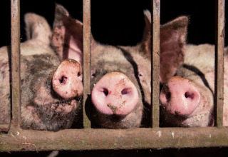 Pig snouts behind metal bars at Feather Down La Ferme de Penquelen Huella holiday park in Brittany, France.