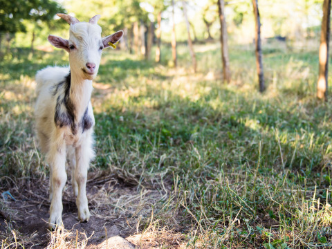 Un jeune chevreau se tient debout dans un champ herbeux aux arbres à Feather Down La Ferme de Penquelen Huella en Bretagne, France.