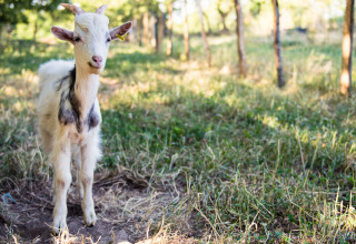 Un cabrito joven está de pie en un campo de hierba con árboles en Feather Down La Ferme de Penquelen Huella en Bretaña, Francia.