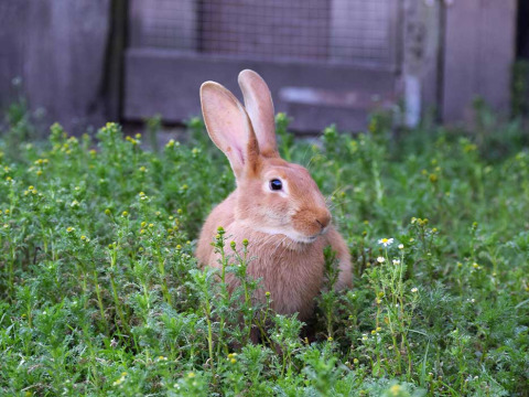 Un conejo marrón entre plantas verdes en Feather Down La Ferme de Penquelen Huella, un parque vacacional en Bretaña.