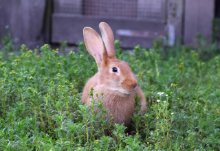 Un lapin brun assis parmi la verdure à Feather Down La Ferme de Penquelen Huella, parc de vacances en Bretagne, France.
