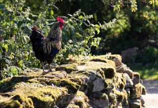 En hane står på en mosdækket stenmur i solskinnet i Feather Down La Ferme de Penquelen Huella, Bretagne.