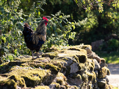 A rooster stands on a moss-covered stone wall in sunlight at Feather Down La Ferme de Penquelen Huella, Brittany.