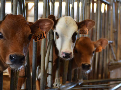 Tre kalve med øremærker kigger nysgerrigt ud fra deres båse på Feather Down La Ferme de Penquelen Huella i Bretagne.