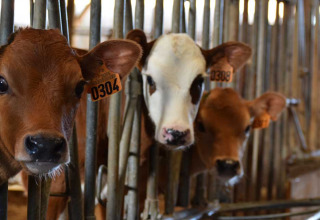Three calves with ear tags peering curiously from their stalls at Feather Down La Ferme de Penquelen Huella in Brittany.