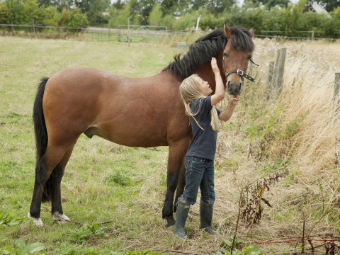 Un enfant aux longs cheveux blonds caresse un poney brun dans un pré à Feather Down New Barn Farm, Angleterre.