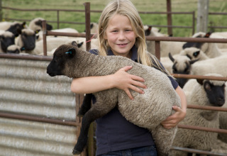 A child holding a black-faced lamb at Feather Down New Barn Farm, East of England, with sheep in the background.