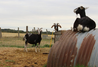 Tre sort-hvide geder står og sidder i en indhegnet mark ved Feather Down New Barn Farm i Østengland.