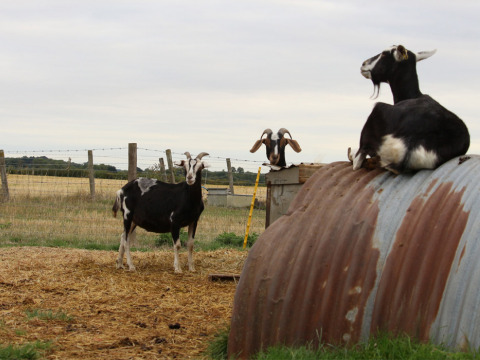 Trois chèvres noires et blanches à Feather Down New Barn Farm, un parc de vacances dans l'Est de l'Angleterre, Royaume-Uni.