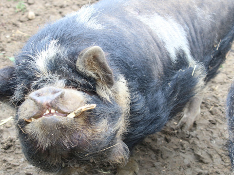 Zwart varken met witte vlekken op Feather Down New Barn Farm, vakantiepark in Oost-Engeland, Verenigd Koninkrijk.