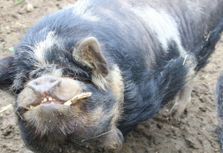 Cerdo negro con manchas blancas en Feather Down New Barn Farm, parque vacacional en el este de Inglaterra, Reino Unido.