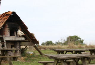 Høne ved en udendørs stenovn og picnicborde på Feather Down New Barn Farm i det østlige England.