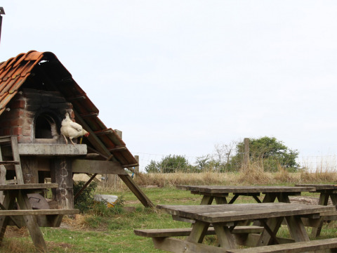 Kip op een buitenstenen oven met picknicktafels bij Feather Down New Barn Farm, Oost-Engeland.
