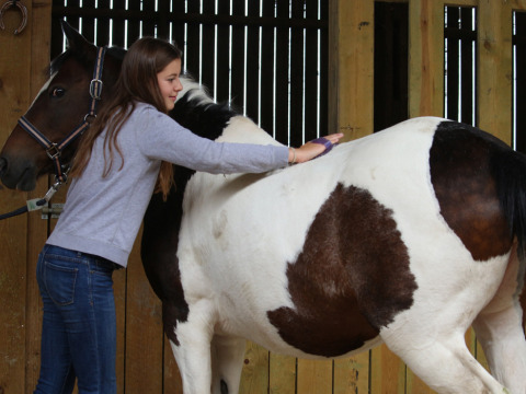 Une fille brosse un cheval noir et blanc dans une écurie à Feather Down New Barn Farm, Est de l'Angleterre, Royaume-Uni.