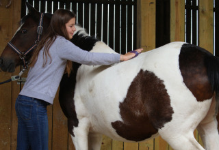 En pige strigler en sort-og-hvid hest i en stald hos Feather Down New Barn Farm, Østengland, Storbritannien.