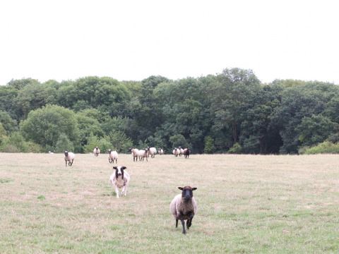 Des moutons paissent dans un champ à Feather Down New Barn Farm, East of England, avec forêt en fond.