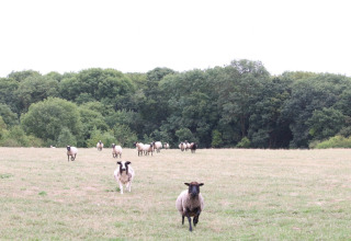 Får græsser på en mark ved Feather Down New Barn Farm med skov i baggrunden, East of England, UK.