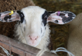 Nærbillede af et får med sorte pletter på ansigt og ører, taget på Feather Down New Barn Farm, England.