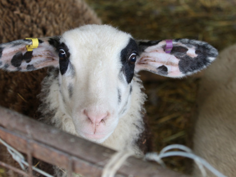 Close-up of a sheep with black spots on its face and ears at Feather Down New Barn Farm, East England.