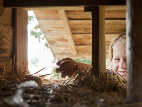 Een kind raapt eieren uit een kippenhok op Feather Down New Barn Farm, Oost-Engeland, Verenigd Koninkrijk.