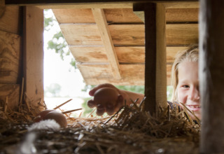 Billede af et barn, der samler æg fra en hønsegård på Feather Down New Barn Farm, Østengland, Storbritannien.