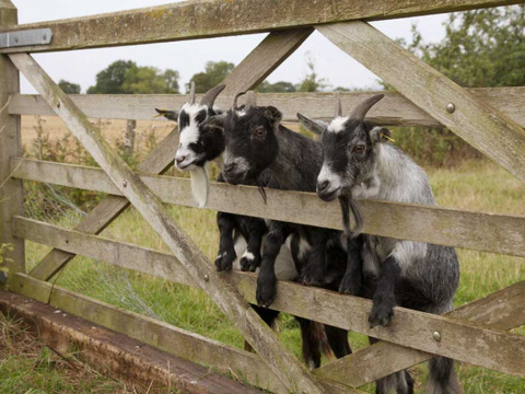 Trois chèvres espiègles passent leurs têtes à travers une barrière en bois à Feather Down New Barn Farm, Est de l'Angleterre.