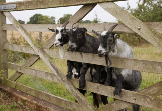 Trois chèvres espiègles passent leurs têtes à travers une barrière en bois à Feather Down New Barn Farm, Est de l'Angleterre.