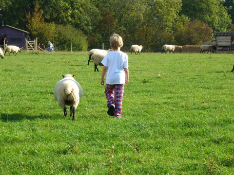 Enfant en pantalon à carreaux marche dans un champ avec des moutons à Feather Down New Barn Farm, Angleterre.