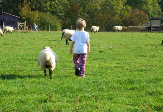 Enfant en pantalon à carreaux marche dans un champ avec des moutons à Feather Down New Barn Farm, Angleterre.