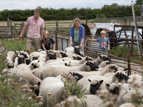 Eine Familie betreut Schafe auf der Feather Down New Barn Farm, einem Ferienhof in Ostengland, Großbritannien.