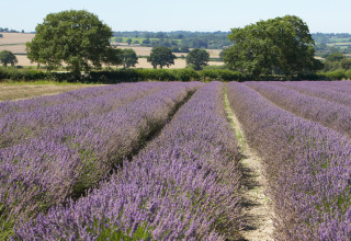 Rijen bloeiende lavendel en verspreide bomen bij Feather Down Manor Farm, Zuidoost-Engeland, Verenigd Koninkrijk.