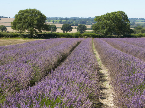 Filari di lavanda in fiore e alberi sparsi a Feather Down Manor Farm, nel sud-est dell’Inghilterra, Regno Unito.