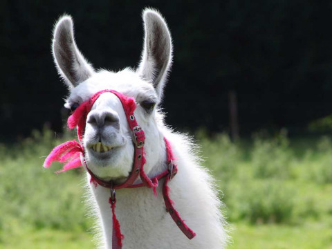 En hvid lama med en rød grime står på en grøn mark ved Feather Down Manor Farm i Sydøstengland.
