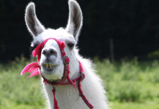 Una llama blanca con cabestro rojo está en un campo verde en Feather Down Manor Farm, sureste de Inglaterra.