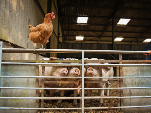 Een kip zit bovenop het hek met vier varkens erachter op Feather Down Manor Farm in Zuid-Oost Engeland.