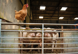 Een kip zit bovenop het hek met vier varkens erachter op Feather Down Manor Farm in Zuid-Oost Engeland.