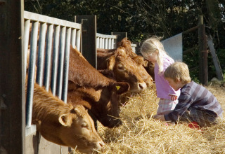 Twee kinderen geven bruine koeien stro aan het hek op Feather Down Manor Farm in Zuidoost-Engeland.