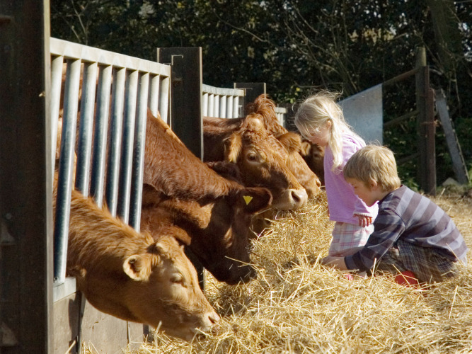 Twee kinderen voeren bruine koeien stro bij een hek op Feather Down Manor Farm in Zuidoost-Engeland.