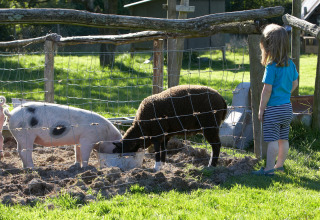 Een kind kijkt naar een varken en een schaap die samen eten achter een afrastering op Manor Farm, Engeland.