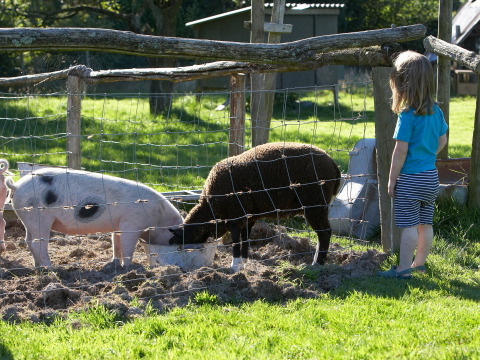 Ein kleines Kind beobachtet ein Schwein und ein Schaf, die auf Feather Down Manor Farm zusammen fressen.