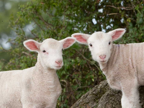 Twee lieve lammetjes staan in het groen op Feather Down Manor Farm vakantiepark in Zuidoost-Engeland.