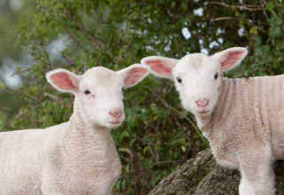 To søde lam står sammen foran grønne buske på Feather Down Manor Farm, en feriepark i Sydøstengland.