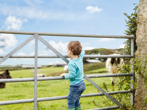 Un niño pequeño sube una cerca metálica y observa un campo verde en Feather Down Treganhoe Farm, Inglaterra.
