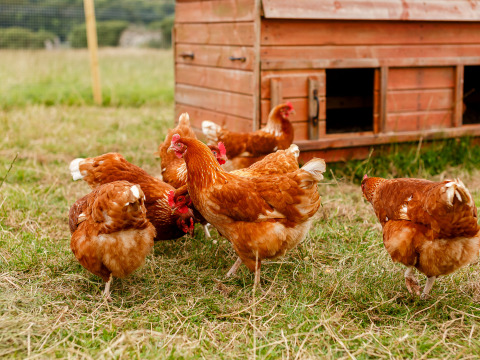 Gallinas de corral picotean en el césped junto a un gallinero en Feather Down Treganhoe Farm, suroeste de Inglaterra.