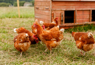 Høns går frit omkring ved et træhus på en mark på Feather Down Treganhoe Farm i det sydvestlige England.