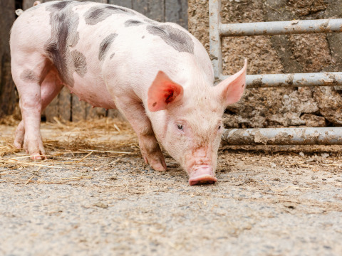 A spotted pig sniffs the ground beside a fence at Feather Down Treganhoe Farm in South West England.