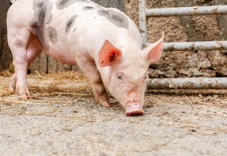 Een gevlekt varkentje snuffelt aan de grond naast een hek op Feather Down Treganhoe Farm in Zuidwest-Engeland.
