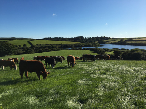 Vacas pastando en un campo verde de Feather Down Treganhoe Farm, con lago y colinas en el suroeste de Inglaterra.